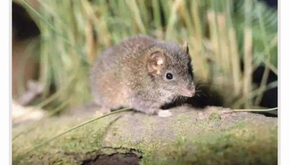 开云官网-自然界交尾时间最长的动物是哪个？人类为什么不能像它们一样？