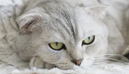 周日出战纽卡！阿森纳官方回顾萨卡对阵喜鹊的精彩进球